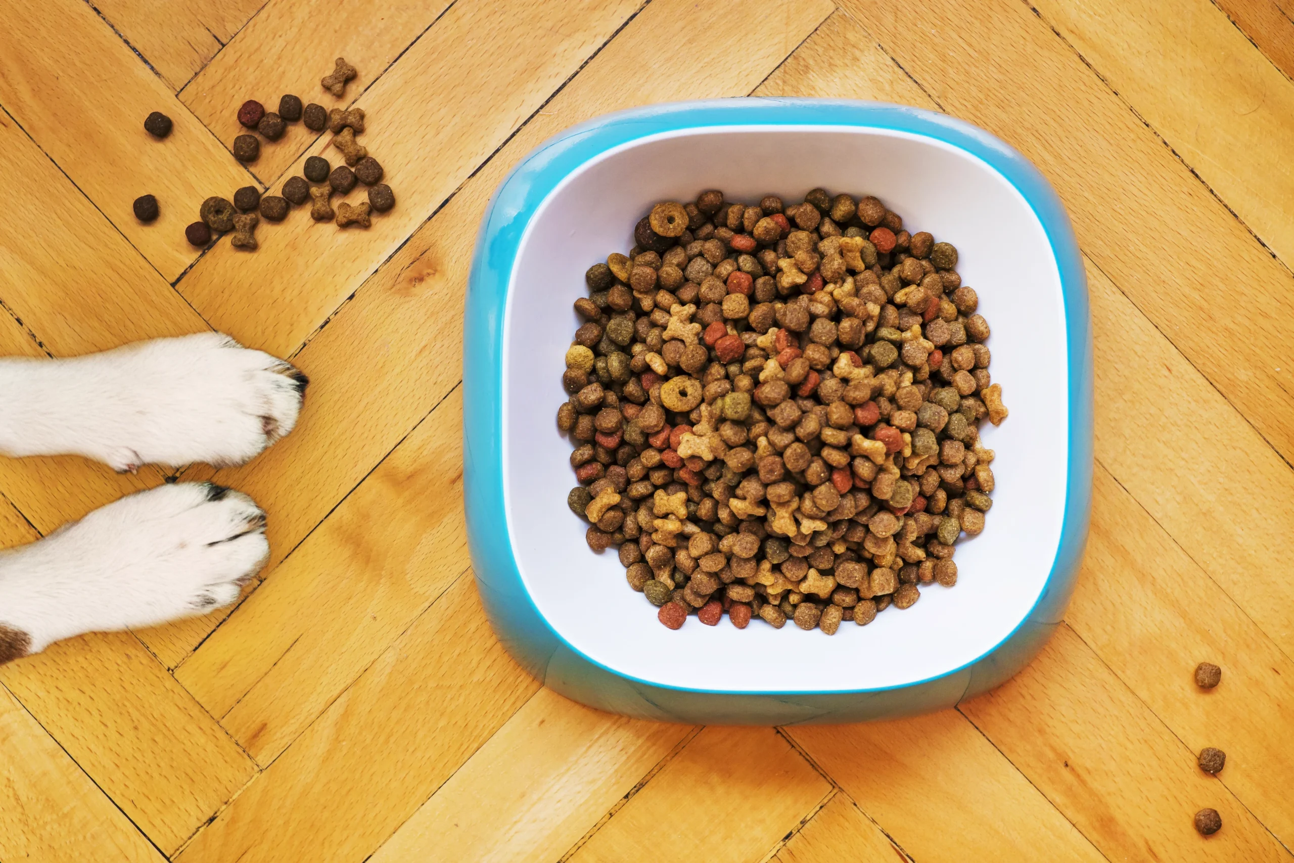 koiranruokaa kulhossa